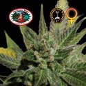 Big Buddha Cheese (Big Buddha Seeds) Feminiserede