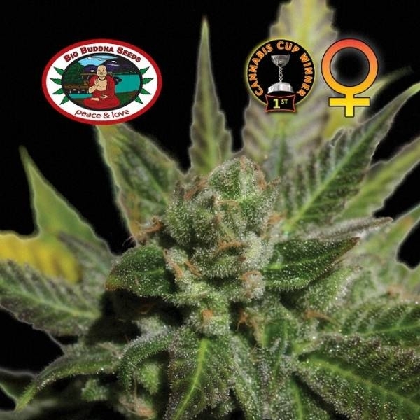 Big Buddha Cheese (Big Buddha Seeds) Feminiserede