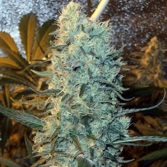 Power Plant (Spliff Seeds) feminiserede cannabisfr&oslash;