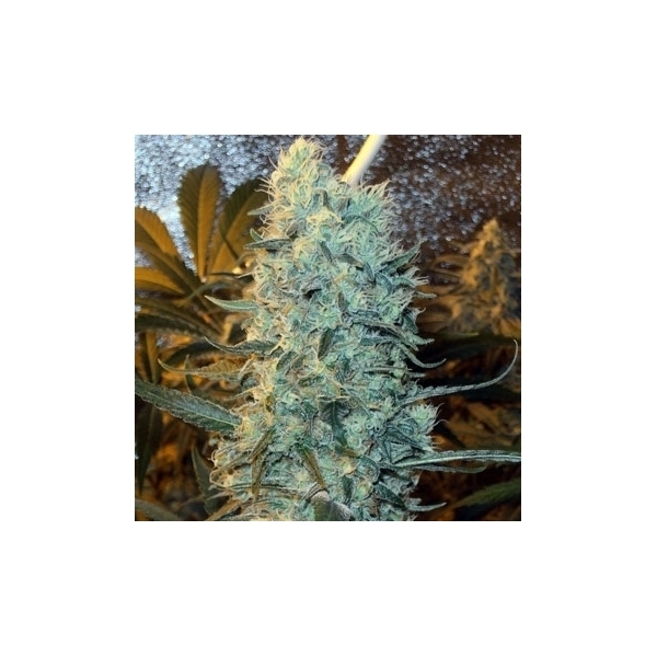 Power Plant (Spliff Seeds) Feminiserede