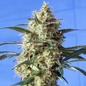 Snow White (Spliff Seeds) Feminiserede