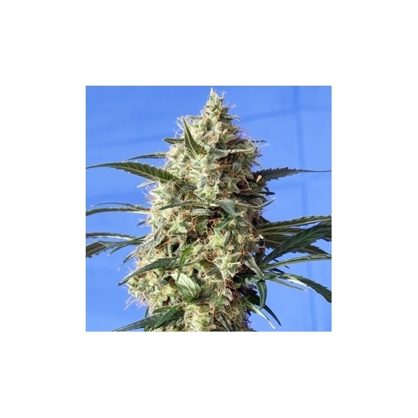 Snow White (Spliff Seeds) Feminiserede