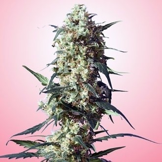 Spliff's Strawberry (Spliff Seeds) Feminiserede