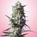 Spliff's Strawberry (Spliff Seeds) Feminiserede