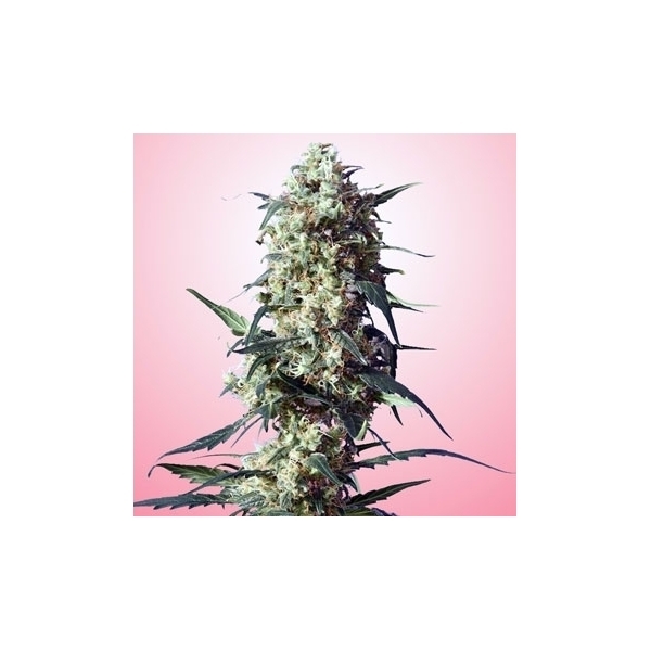 Spliff's Strawberry (Spliff Seeds) Feminiserede