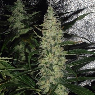 Super Skunk (Spliff Seeds) feminiserede cannabisfr&oslash;