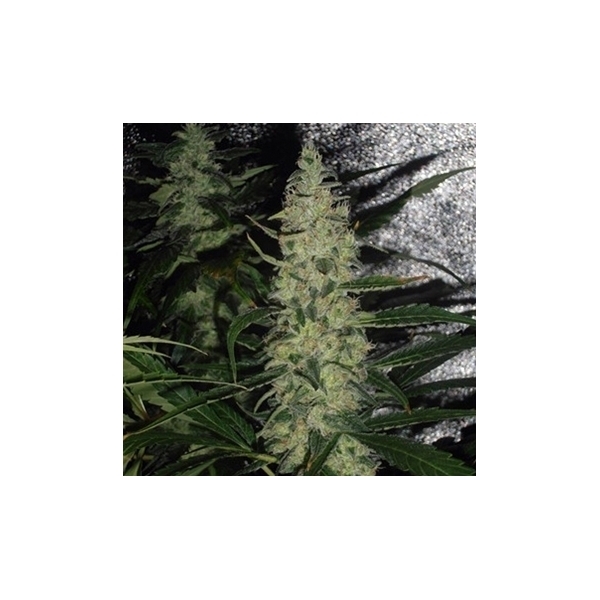 Super Skunk (Spliff Seeds) Feminiserede