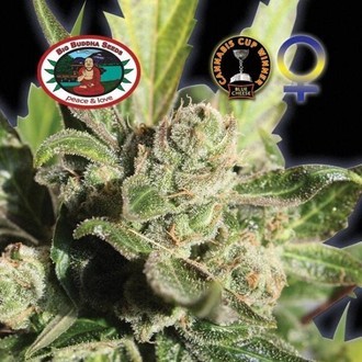 Blue Cheese (Big Buddha Seeds) Feminiserede
