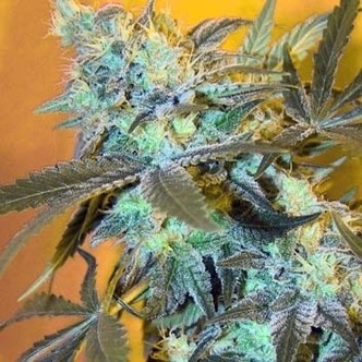 White Widow (Spliff Seeds) feminiserede