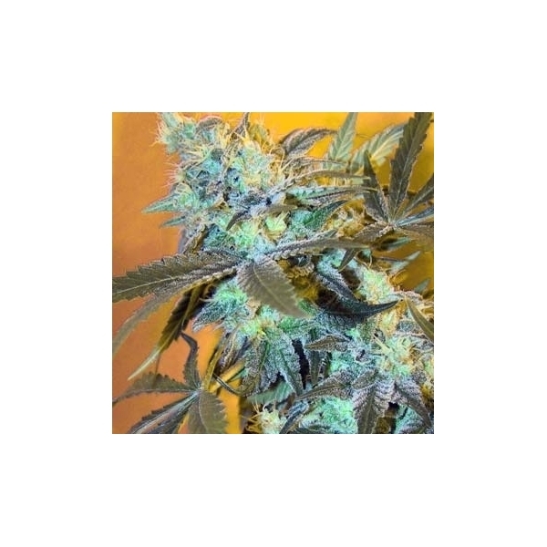 White Widow (Spliff Seeds) Feminiserede