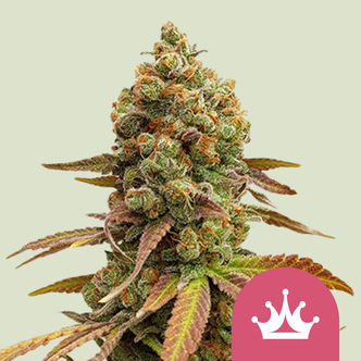 Special Queen 1 (Royal Queen Seeds) feminiserede cannabisfr&oslash;