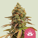 Special Queen 1 (Royal Queen Seeds) Feminiserede