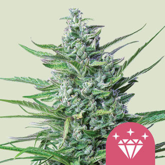 Special Kush 1 (Royal Queen Seeds) Feminiserede