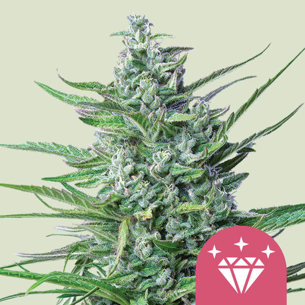 Special Kush 1 (Royal Queen Seeds) Feminiserede