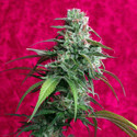 Juanita La Lagrimosa (Reggae Seeds) Feminiserede