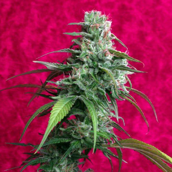 Juanita La Lagrimosa (Reggae Seeds) Feminiserede