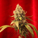 Dancehall (Reggae Seeds) regulær