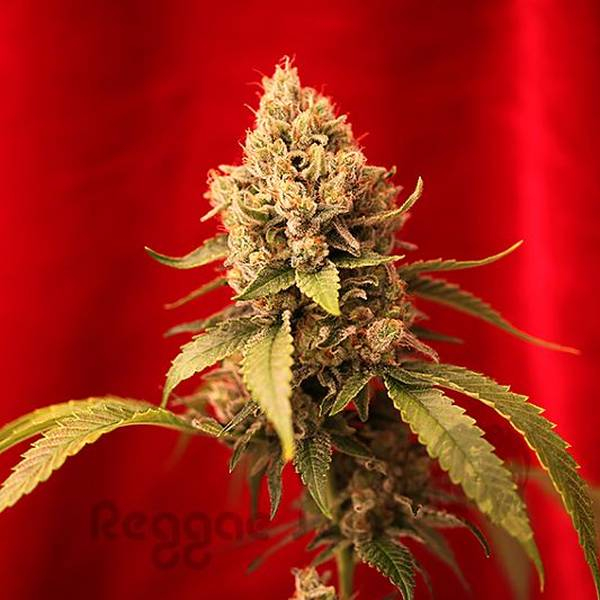 Dancehall (Reggae Seeds) regulær