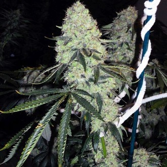 Deadhead OG (Cali Connection) Feminiserede