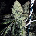 Deadhead OG (Cali Connection) Feminiserede