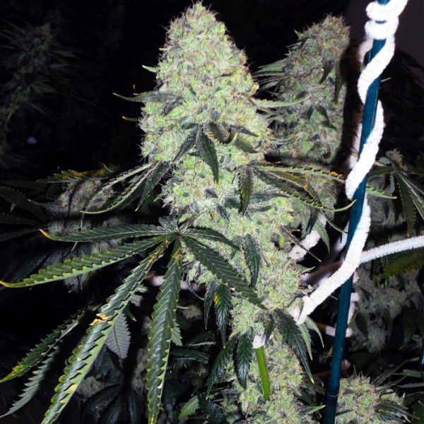 Deadhead OG (Cali Connection) Feminiserede