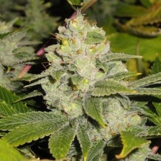 Deadhead OG (Cali Connection) Feminiserede