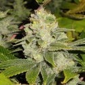 Deadhead OG (Cali Connection) Feminiserede