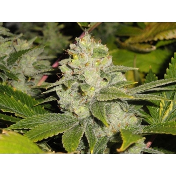 Deadhead OG (Cali Connection) Feminiserede