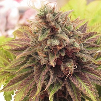 Chem Valley Kush (Cali Connection) feminiserede cannabisfr&oslash;
