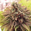 Chem Valley Kush (Cali Connection) Feminiserede