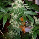 Chem Valley Kush (Cali Connection) Feminiserede