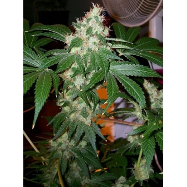 Chem Valley Kush (Cali Connection) Feminiserede