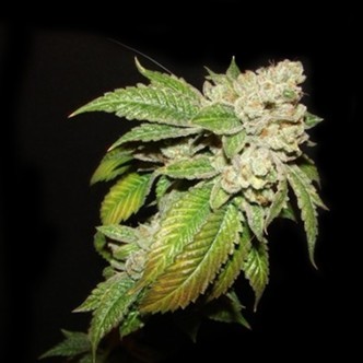 Larry OG Kush (Cali Connection) feminiserede