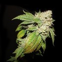 Larry OG Kush (Cali Connection) Feminiserede