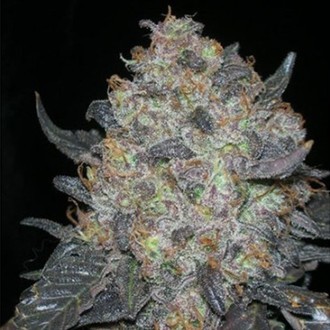 Blackwater (Cali Connection) Feminiserede