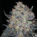 Blackwater (Cali Connection) Feminiserede