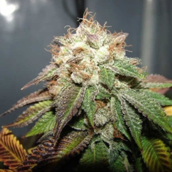 Pre 98 Bubba (Cali Connection) Feminiserede