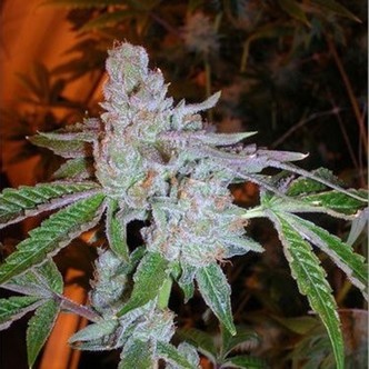 Buddha Tahoe OG (Cali Connection) feminiserede cannabisfr&oslash;