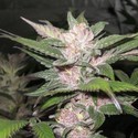 Purple Chem (Cali Connection) Feminiserede