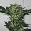 818 Headband (Cali Connection) Feminiserede