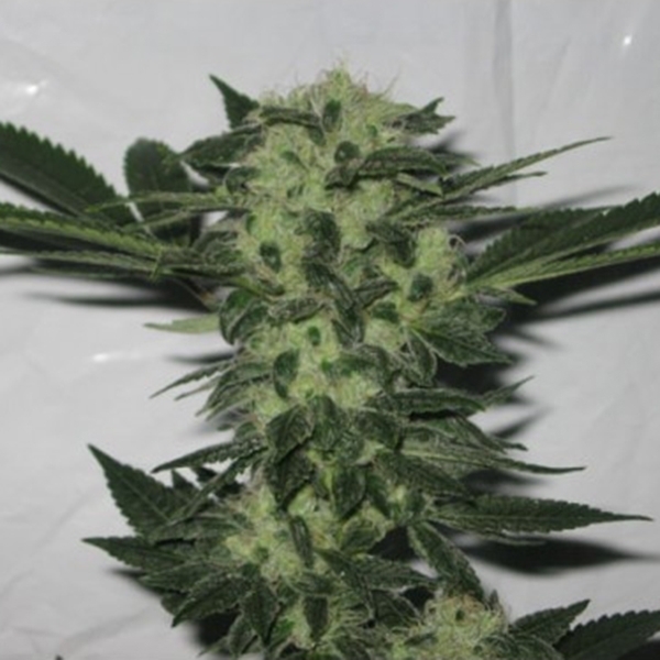 818 Headband (Cali Connection) Feminiserede