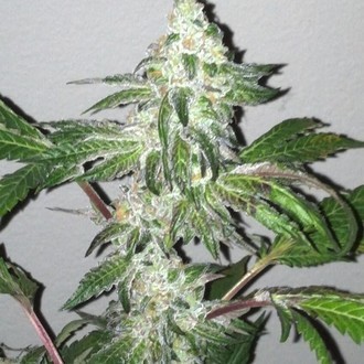 Girl Scout Cookies (Cali Connection) Feminiserede