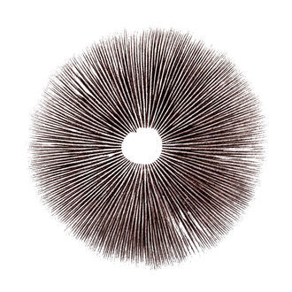 Sporeaftryk Psilocybe Cubensis Ecuador