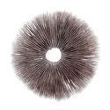 Sporeaftryk Psilocybe Cubensis Ecuador