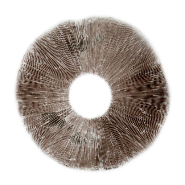 Sporeaftryk Psilocybe cubensis B+