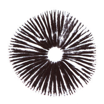 Sporeaftryk af Psilocybe cubensis Golden Teacher