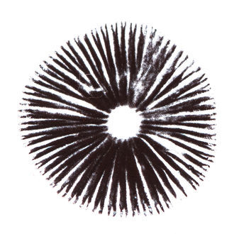 Sporeaftryk Psilocybe cubensis Golden Teacher