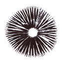 Sporeaftryk Psilocybe cubensis Golden Teacher
