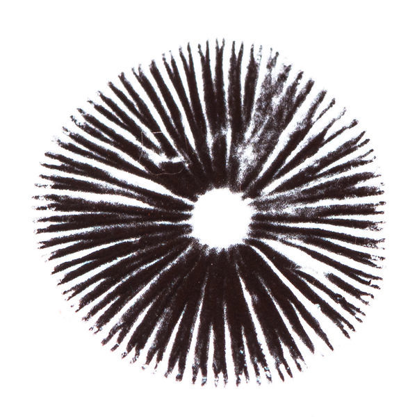 Sporeaftryk Psilocybe cubensis Golden Teacher