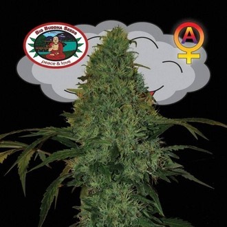 Critical Mass Autoflower (Big Buddha Seeds) Feminiserede